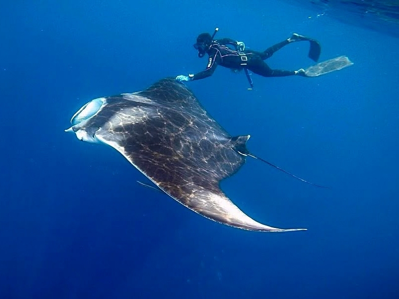 devil rays