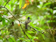 Myiarchus tuberculifer