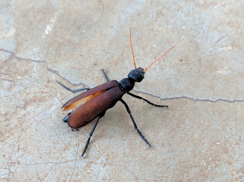 Psalydolytta castaneipennis