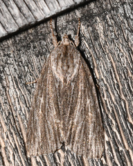 Acronicta lithospila