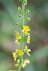 Agrimonia parviflora