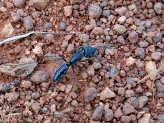 Paltothyreus tarsatus