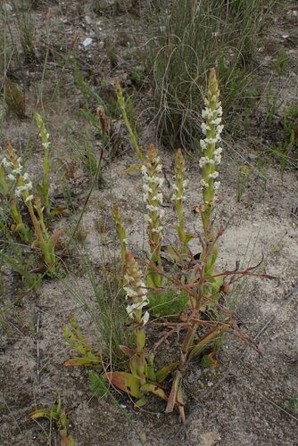 Image of Satyrium stenopetalum by no rights reserved