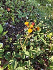 Packera pauciflora