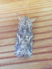 Spodoptera praefica
