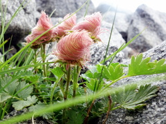Geum reptans
