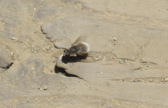 Aphoebantus melanogaster