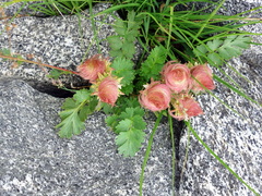 Geum reptans