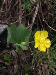 Ranunculus hybridus