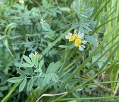 Hosackia pinnata