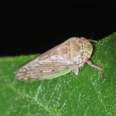 Marganana suilla