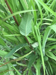 Ludwigia virgata