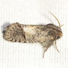 Acrolophus filicicornis