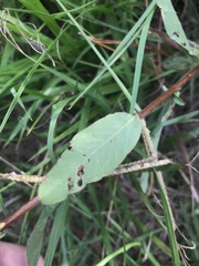 Ludwigia virgata