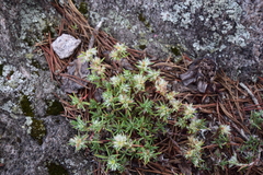 Paronychia argyrocoma