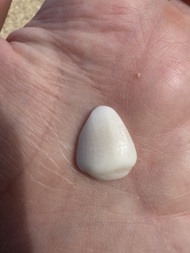 Conus nanus, 2025-02-21