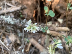 Trifolium breweri