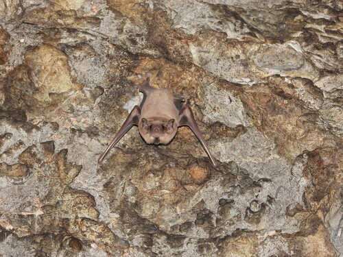 Black-bearded Tomb Bat