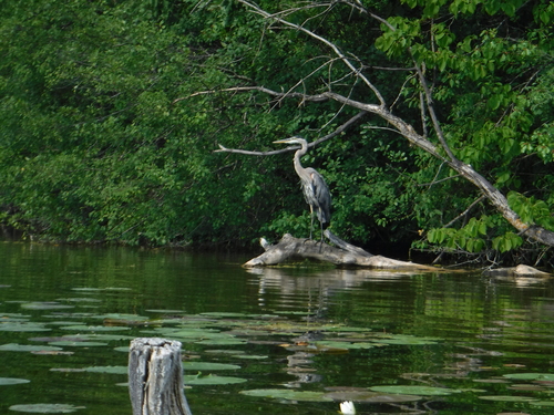 Great Blue Heron photographed in Wisconsin