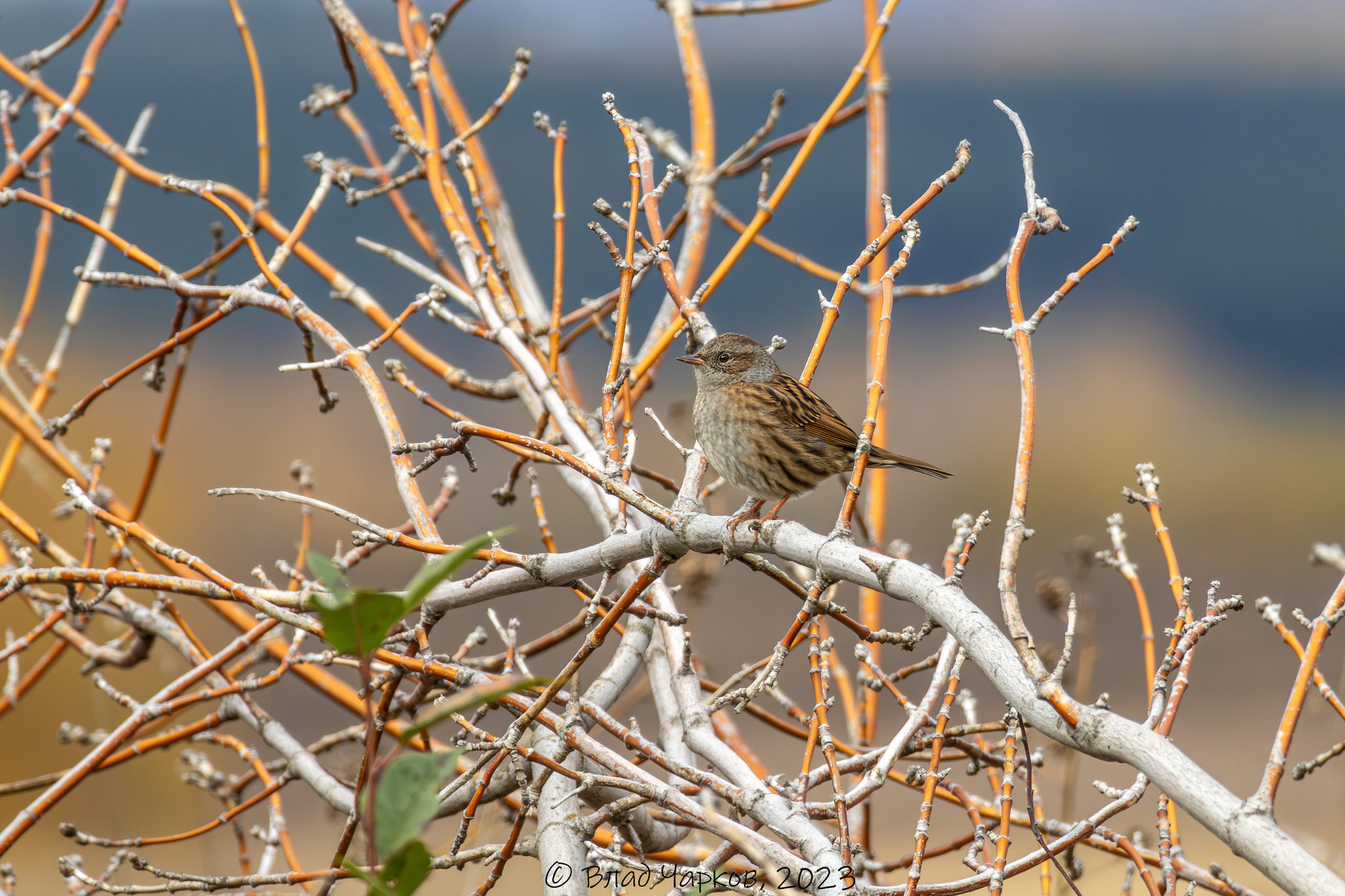 iNaturalist.org. В. Чарков, Сендимиркино Чувашия, октябрь 2023