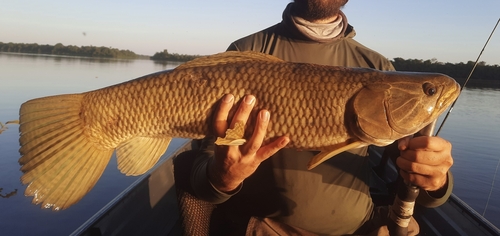 Giant trahira (Hoplias aimara) — Erythrinidae — 2