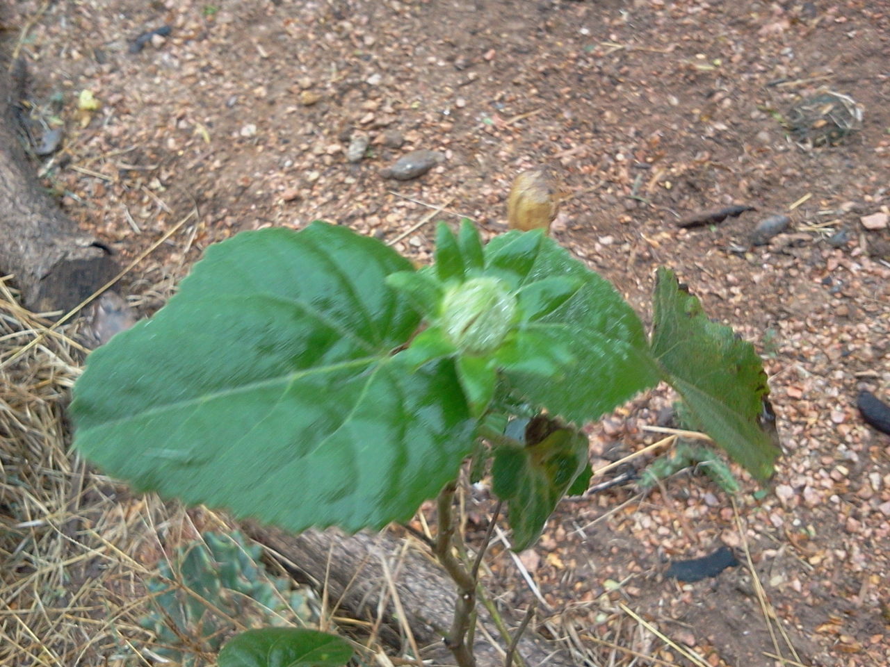 Imagem de Hibisco-da-praia