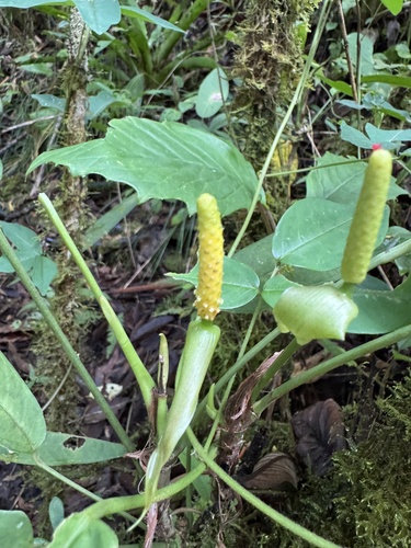 Anthurium microspadix, photograph 4