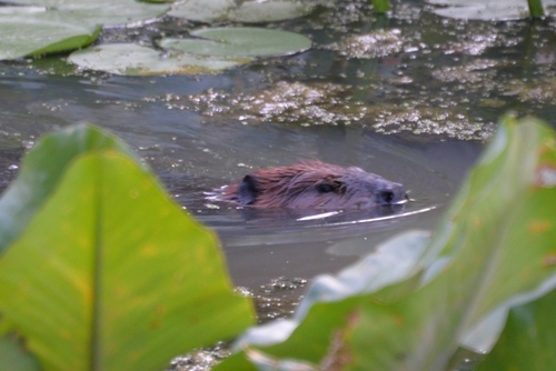 American Beaver photographed in Ohio