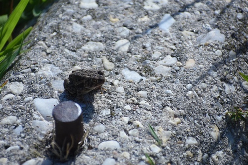 Fowler's Toad photographed in Delaware