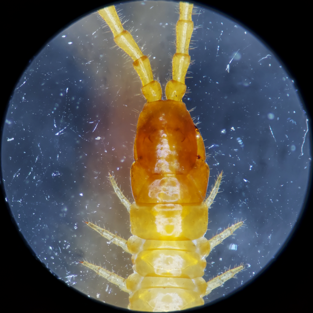 Escaryus liber