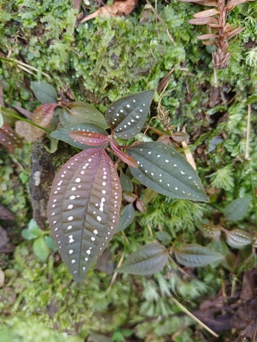 Blastus cochinchinensis iNat (3)