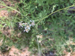 Sericocarpus oregonensis