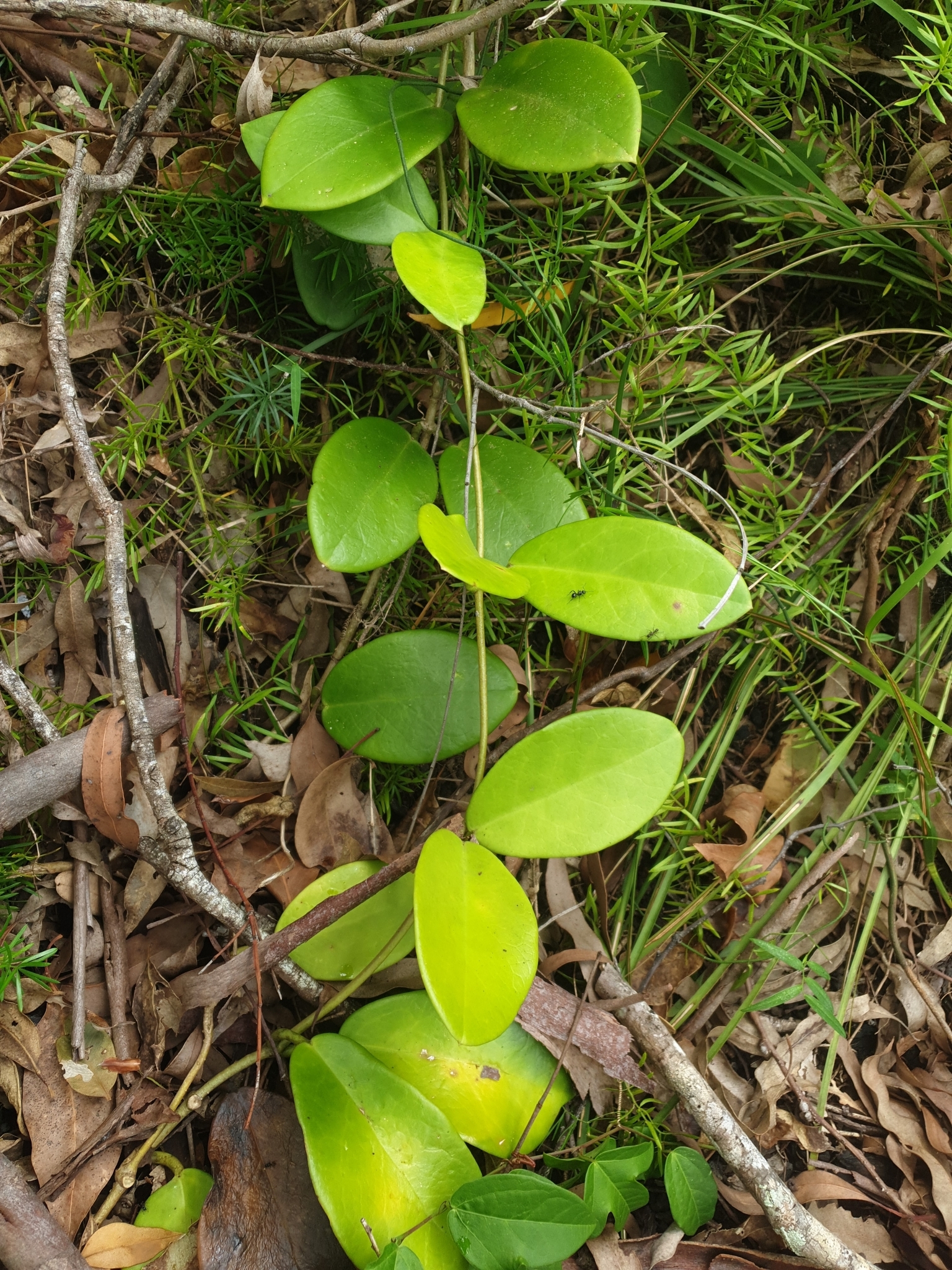Imagem de Flor-de-cera