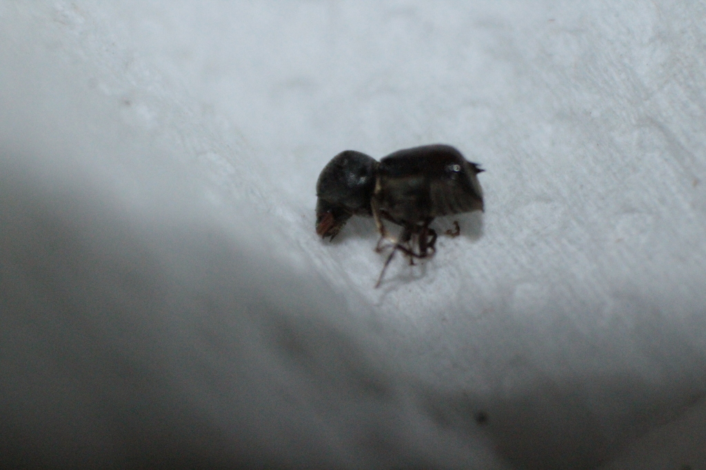 Conifer Auger Beetle
