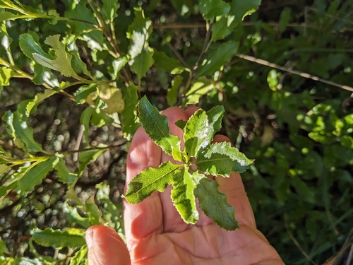 Image of Brachyglottis perdicioides by (c) Dave Evans, some rights reserved (CC BY)