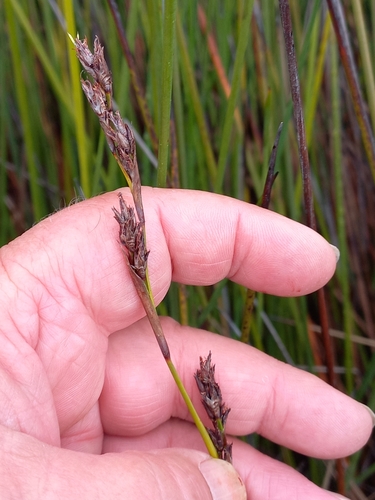 Image of Machaerina rubiginosa by (c) Colin Meurk, some rights reserved (CC BY)