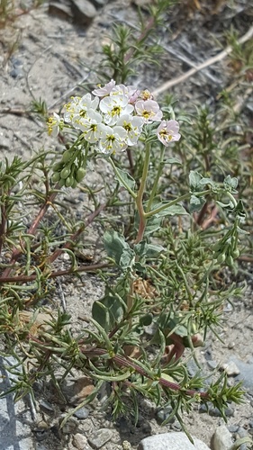 Eremothera boothii ssp. alyssoides
