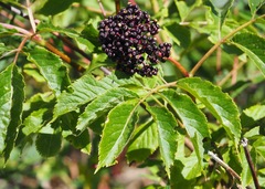 Sambucus racemosa melanocarpa
