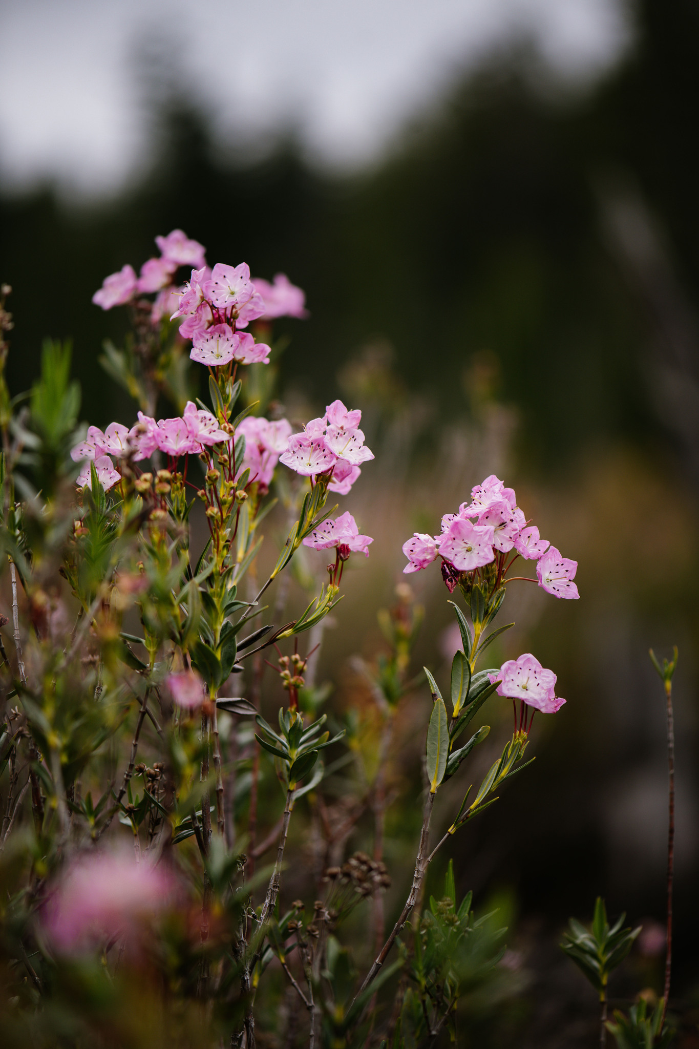 Kalmia microphylla