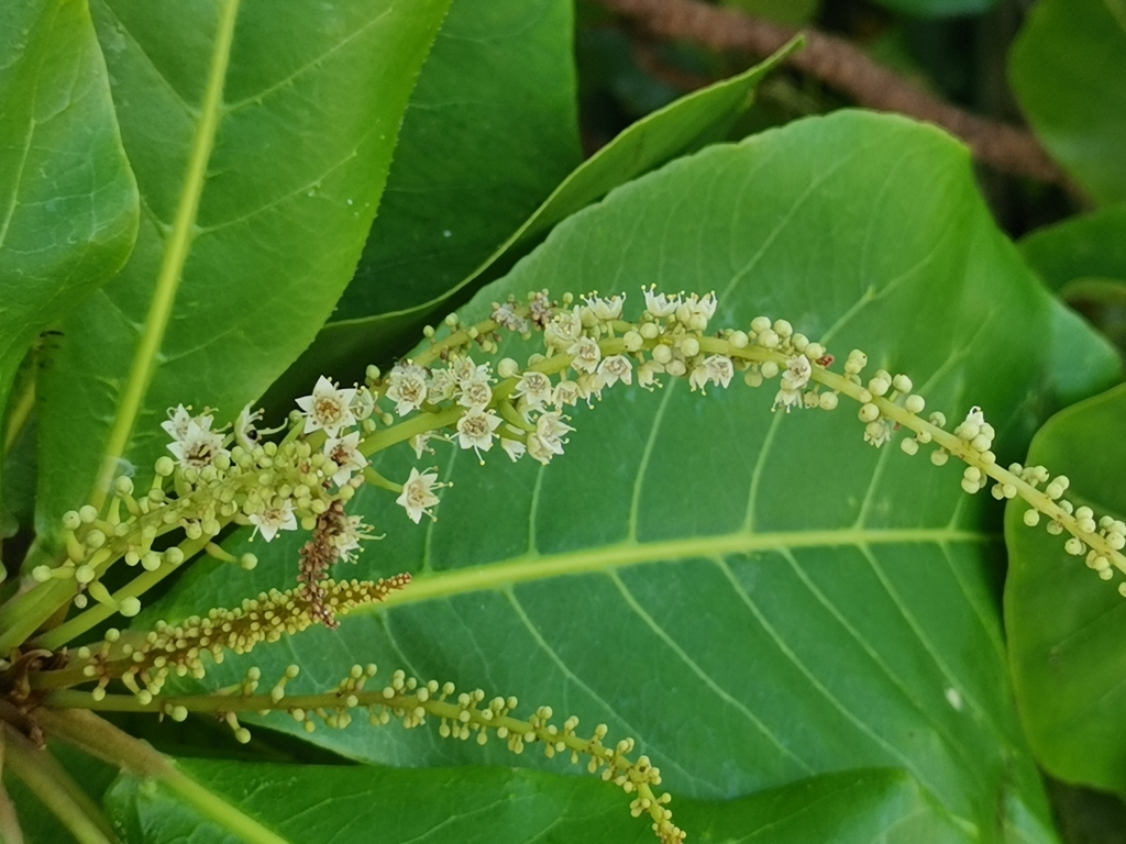 Terminalia catappa, Maldives