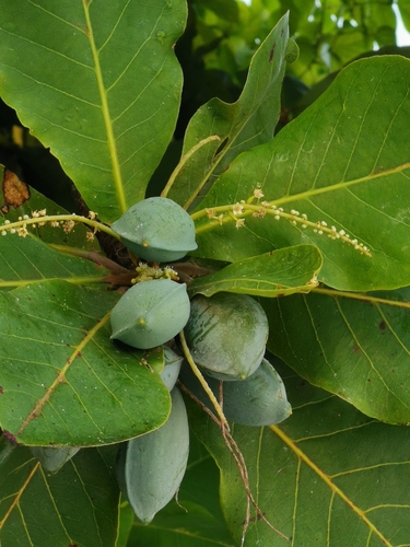 Terminalia catappa