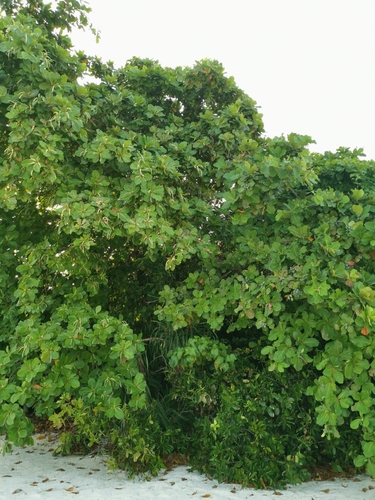 Terminalia catappa