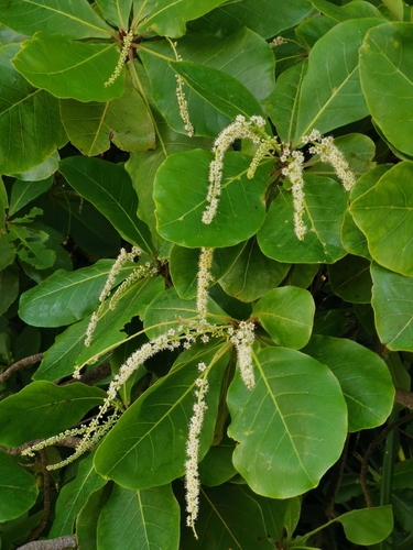 Terminalia catappa
