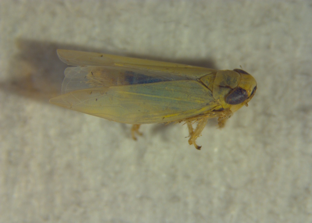 Mayawa carolae