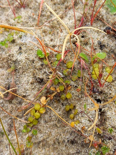 Image of Epilobium komarovianum by (c) Colin Meurk, some rights reserved (CC BY)