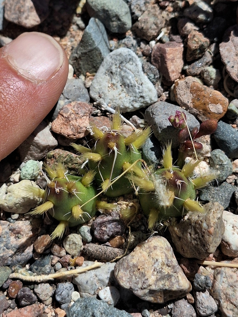 Maihueniopsis glochidiata, Iglesia, San Juan, Argentina