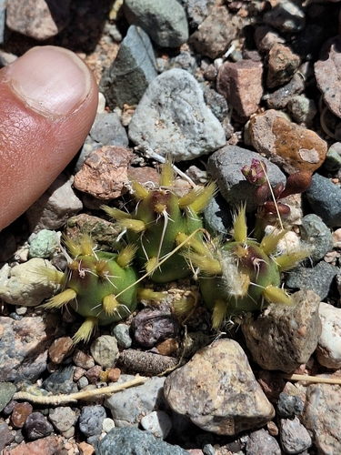 Maihueniopsis glochidiata