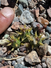 Maihueniopsis glochidiata