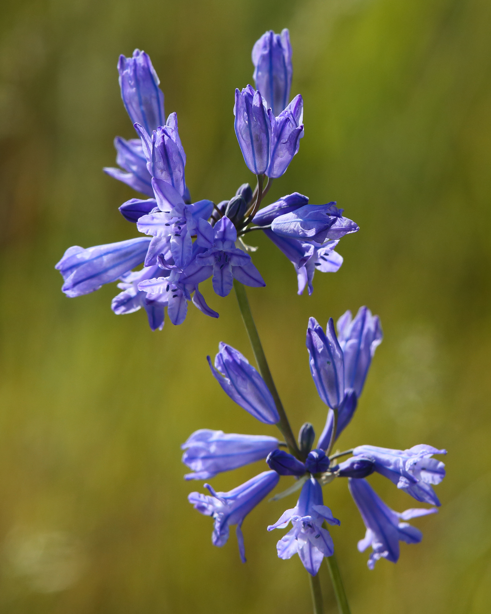 Triteleia grandiflora