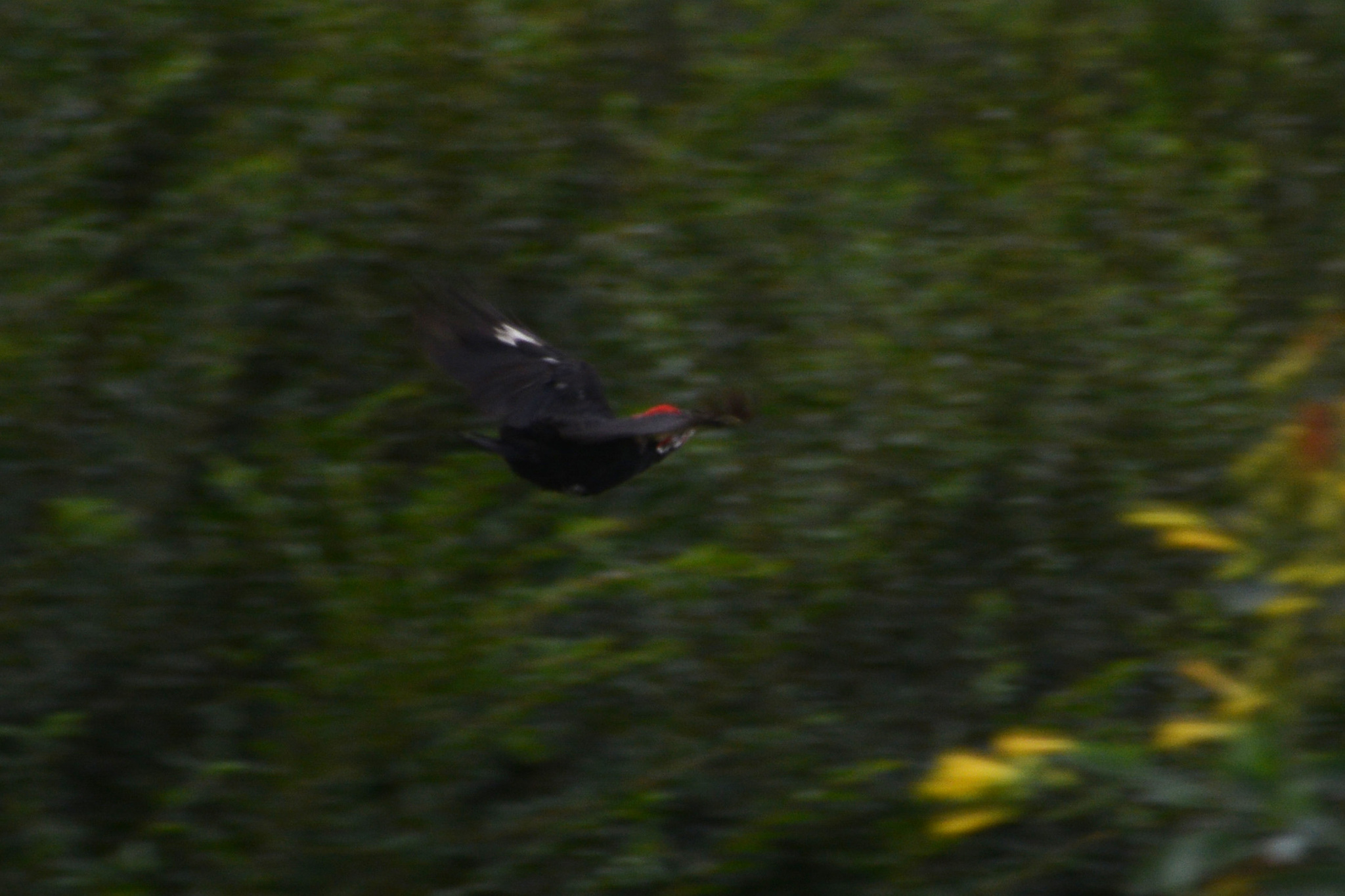 Black-bodied Woodpecker (Dryocopus schulzii), photo 3